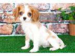 Cavalier King Charles Spaniel Puppy for sale in Baltimore, MD, USA