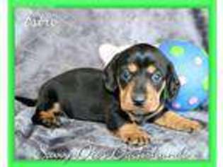 Dachshund Puppy for sale in Searcy, AR, USA