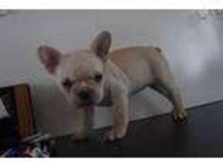 French Bulldog Puppy for sale in Fennimore, WI, USA