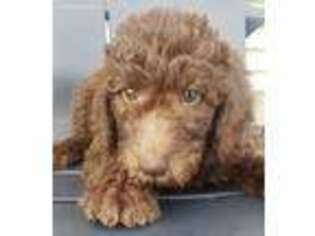 Labradoodle Puppy for sale in Oakwood, IL, USA