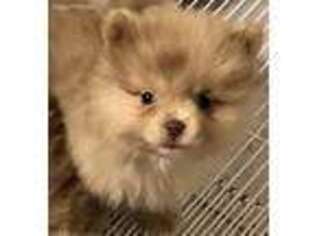 Pomeranian Puppy for sale in Northport, AL, USA