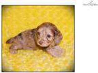 Cock-A-Poo Puppy for sale in Texarkana, AR, USA