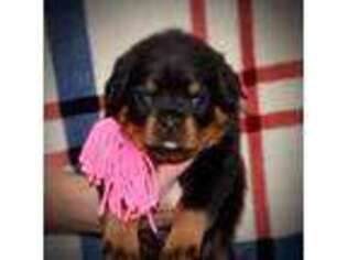 Rottweiler Puppy for sale in Shelton, WA, USA