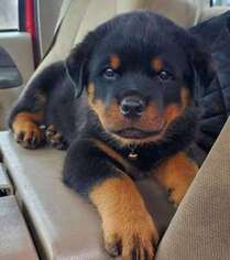 Rottweiler Puppy for sale in Toronto, Ontario, Canada
