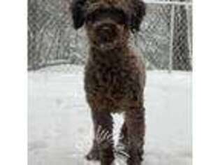 Mutt Puppy for sale in Eveleth, MN, USA