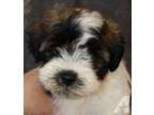 Havanese Puppy for sale in KIRKLAND, WA, USA