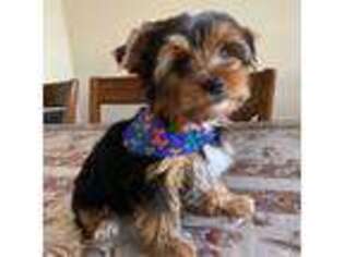 Yorkshire Terrier Puppy for sale in Riverbank, CA, USA