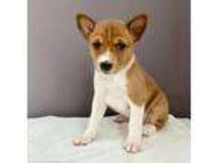 Basenji Puppy for sale in Redmond, WA, USA