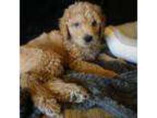 Goldendoodle Puppy for sale in Tucson, AZ, USA