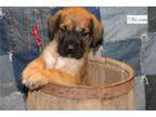 Mastiff Puppy for sale in Reading, PA, USA