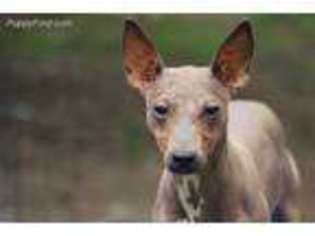 American Hairless Terrier Puppy for sale in Cumming, GA, USA