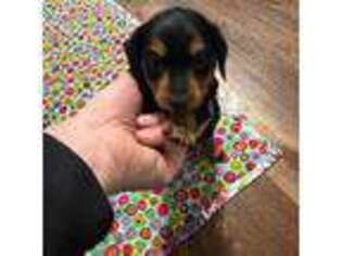 Dachshund Puppy for sale in Glenwood, IA, USA