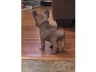 French Bulldog Puppy for sale in Orrtanna, PA, USA