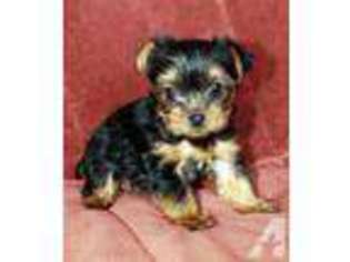 Yorkshire Terrier Puppy for sale in LAKE ELSINORE, CA, USA
