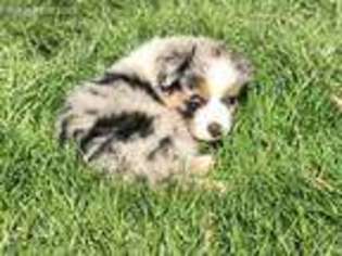 Australian Shepherd Puppy for sale in Monroe, GA, USA