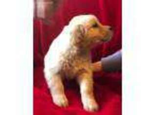 Golden Retriever Puppy for sale in Anacortes, WA, USA