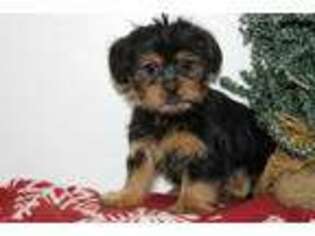 Shorkie Tzu Puppy for sale in Rochester, IN, USA