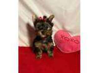 Yorkshire Terrier Puppy for sale in Ocala, FL, USA