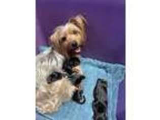Yorkshire Terrier Puppy for sale in Missouri City, TX, USA