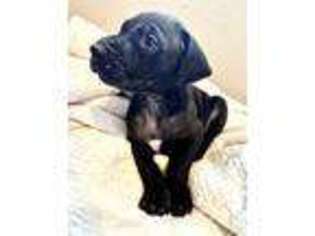 Great Dane Puppy for sale in Greeley, CO, USA