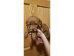 Goldendoodle Puppy for sale in Woden, IA, USA