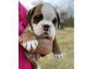 Valley Bulldog Puppy for sale in Lebanon, PA, USA