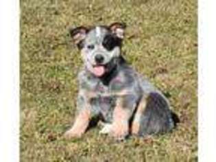 Australian Cattle Dog Puppy for sale in North Vernon, IN, USA