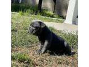 French Bulldog Puppy for sale in Cassatt, SC, USA
