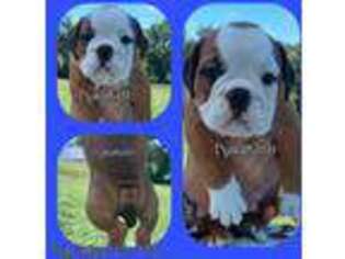 Bulldog Puppy for sale in Corydon, IN, USA