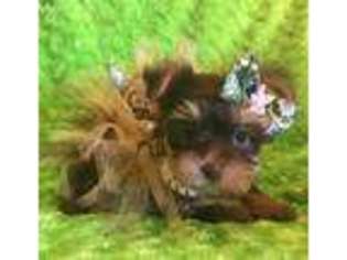 Yorkshire Terrier Puppy for sale in Big Sandy, TX, USA