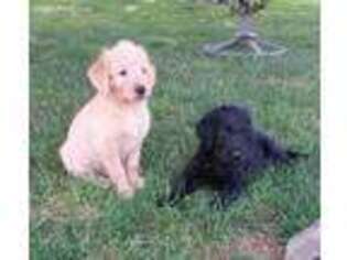 Labradoodle Puppy for sale in Martinsburg, PA, USA