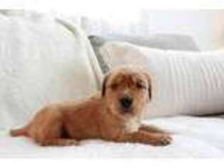 Golden Retriever Puppy for sale in Guys Mills, PA, USA