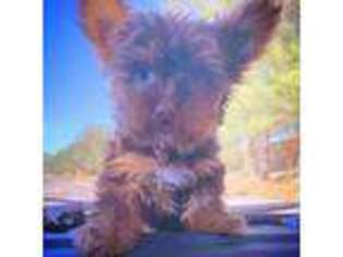 Yorkshire Terrier Puppy for sale in Conroe, TX, USA