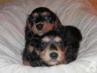 Dachshund Puppy for sale in COHOCTON, NY, USA