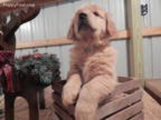 Golden Retriever Puppy for sale in Stanton, MI, USA
