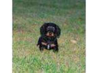 Dachshund Puppy for sale in Billings, MO, USA