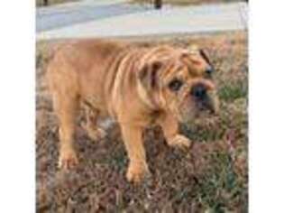 Bulldog Puppy for sale in Marion, IL, USA