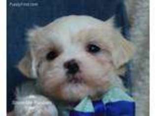 Maltese Puppy for sale in West Plains, MO, USA