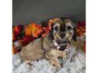 Dachshund Puppy for sale in Pryor, OK, USA