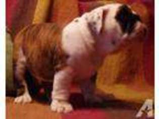 Bulldog Puppy for sale in RAVENNA, OH, USA