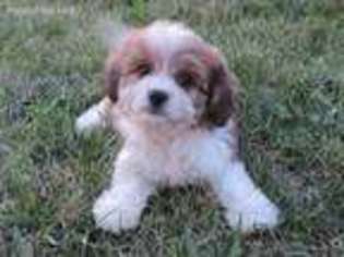 Cavachon Puppy for sale in Eldorado, OH, USA