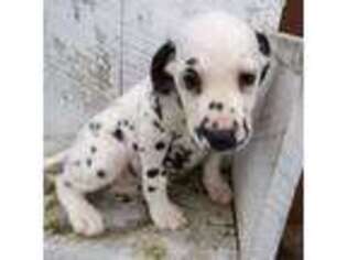 Dalmatian Puppy for sale in New York, NY, USA