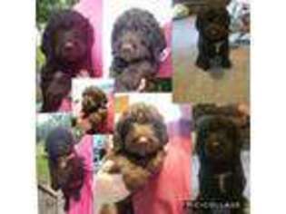 Labradoodle Puppy for sale in Lumpkin, GA, USA