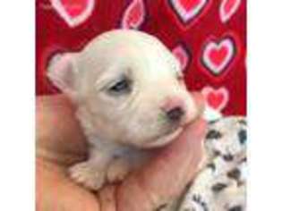 Chihuahua Puppy for sale in Wrightsville, GA, USA