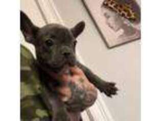 French Bulldog Puppy for sale in Rochester, NH, USA