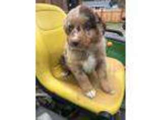 Australian Shepherd Puppy for sale in Arlington, WA, USA