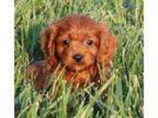 Cavapoo Puppy for sale in Montgomery, IN, USA