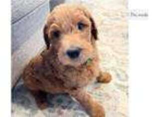 Goldendoodle Puppy for sale in Fort Worth, TX, USA