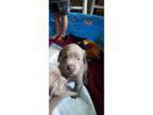Labrador Retriever Puppy for sale in Mcpherson, KS, USA