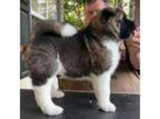 Akita Puppy for sale in Gainesville, GA, USA